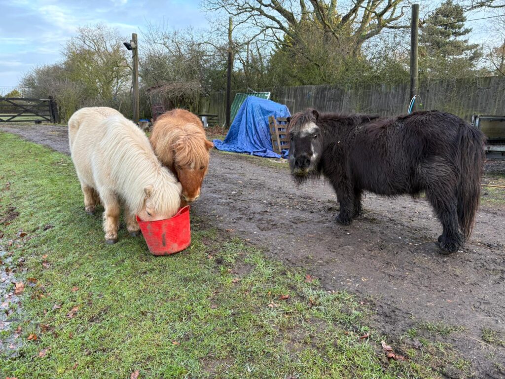Animals
