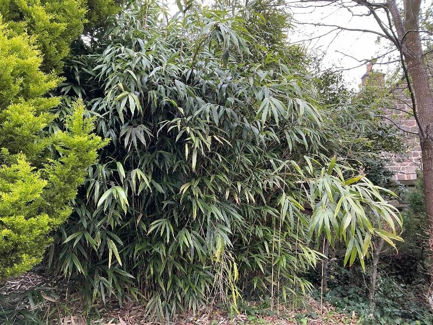 Bamboo