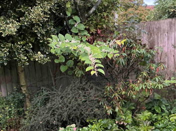 Japanese Knotweed in Bristol