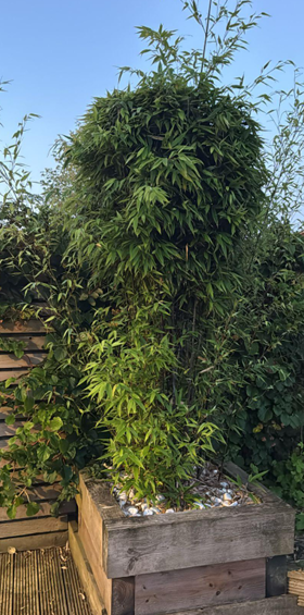 Bamboo