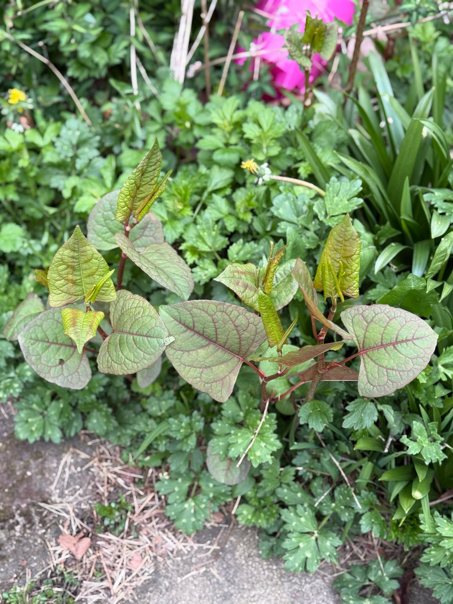 Invasive Weed