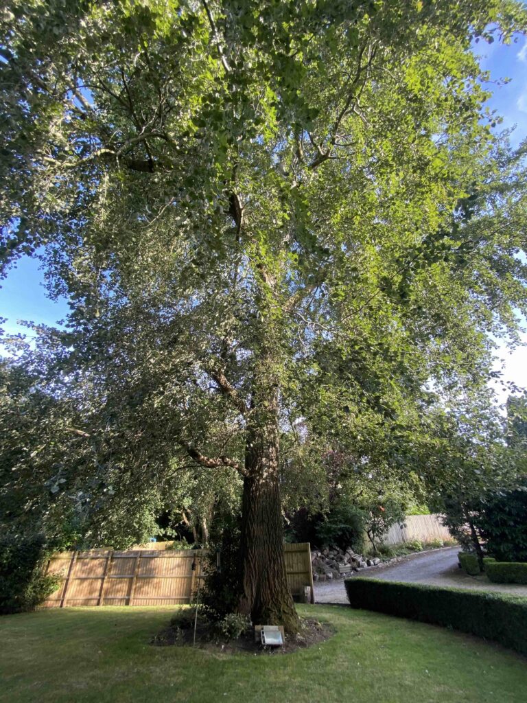 Tree Survey