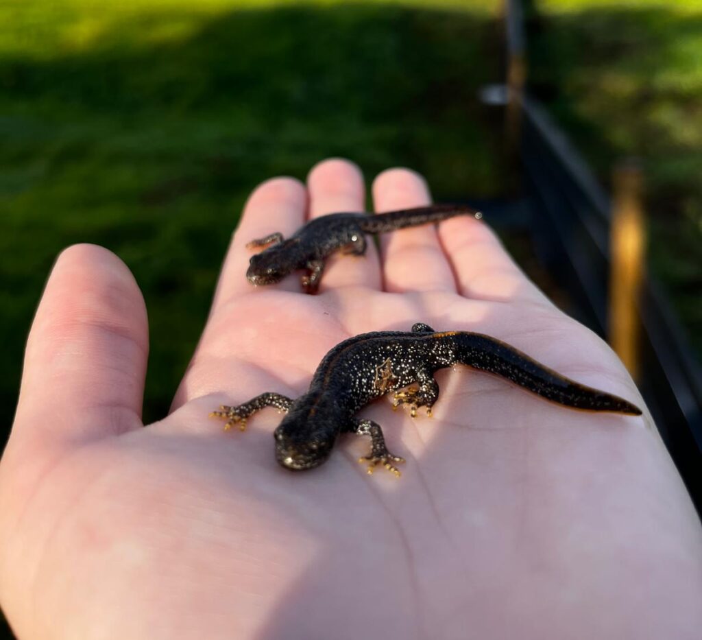 Great Crested Newt