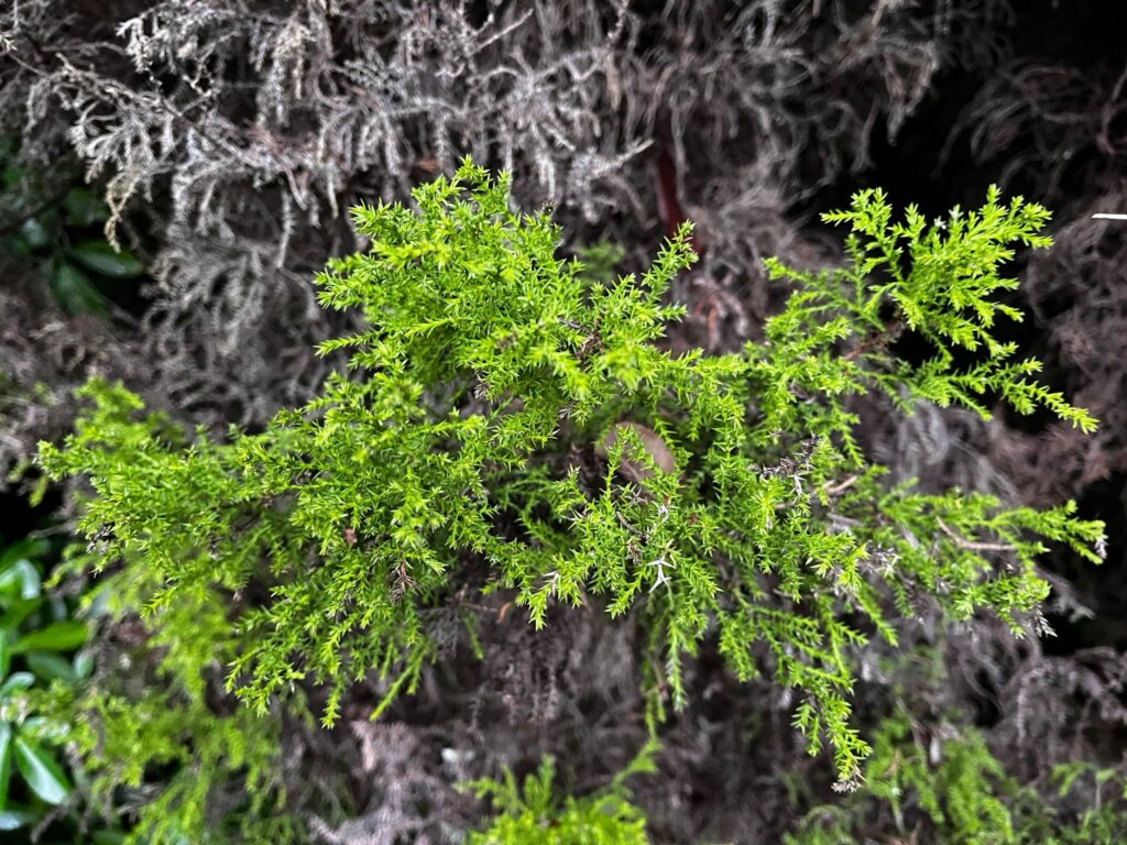 Ecology