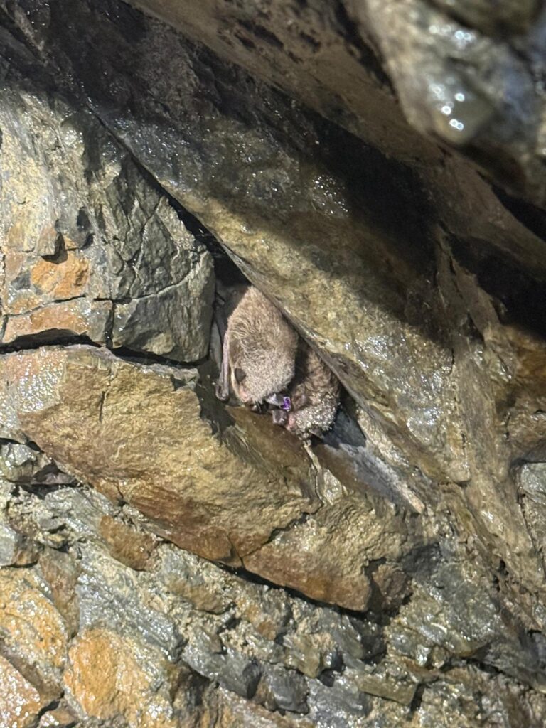 Bats