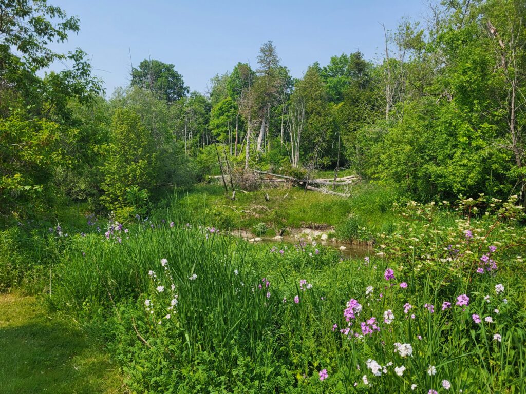 Field