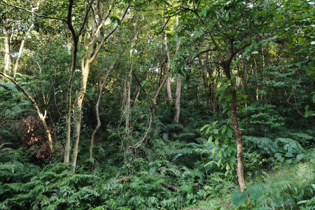 Woodland